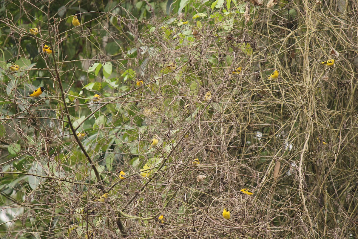 Saffron Siskin - ML32171011