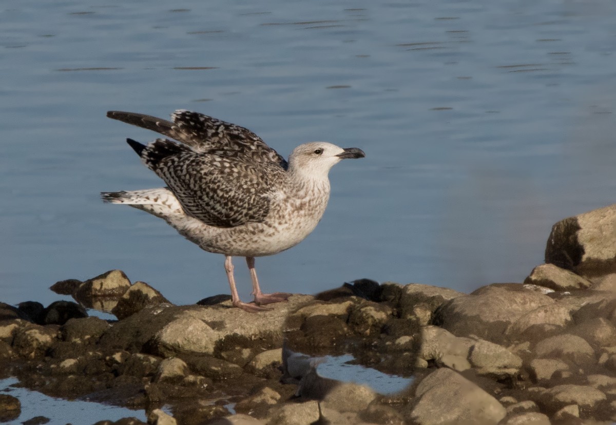 Great Black-backed Gull - ML321710231