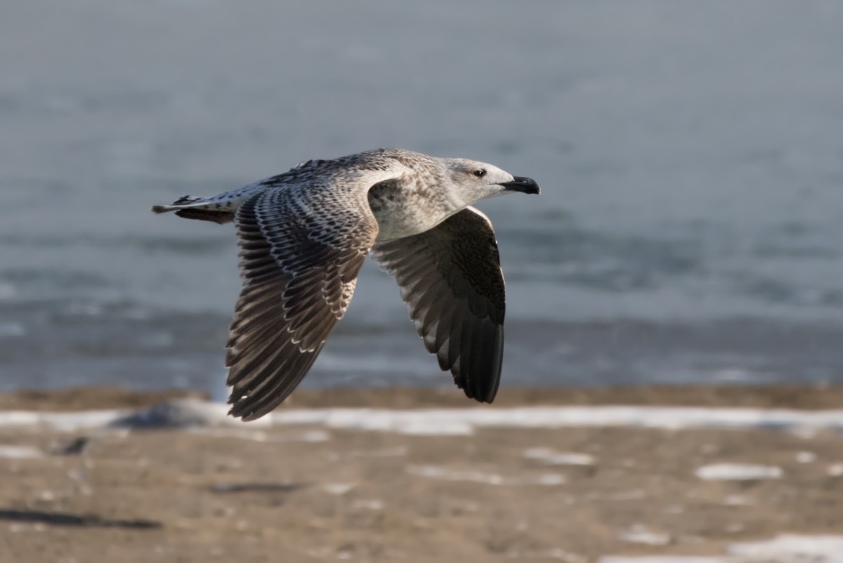 Great Black-backed Gull - ML321710451