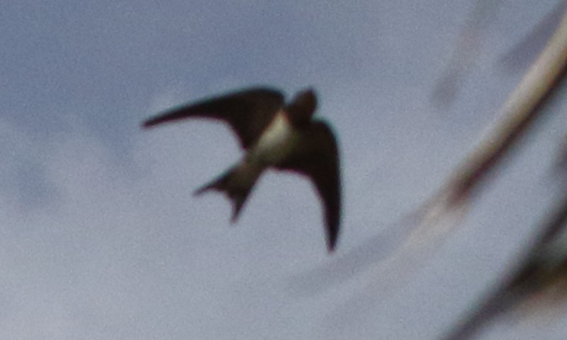 Barn Swallow - ML32171121