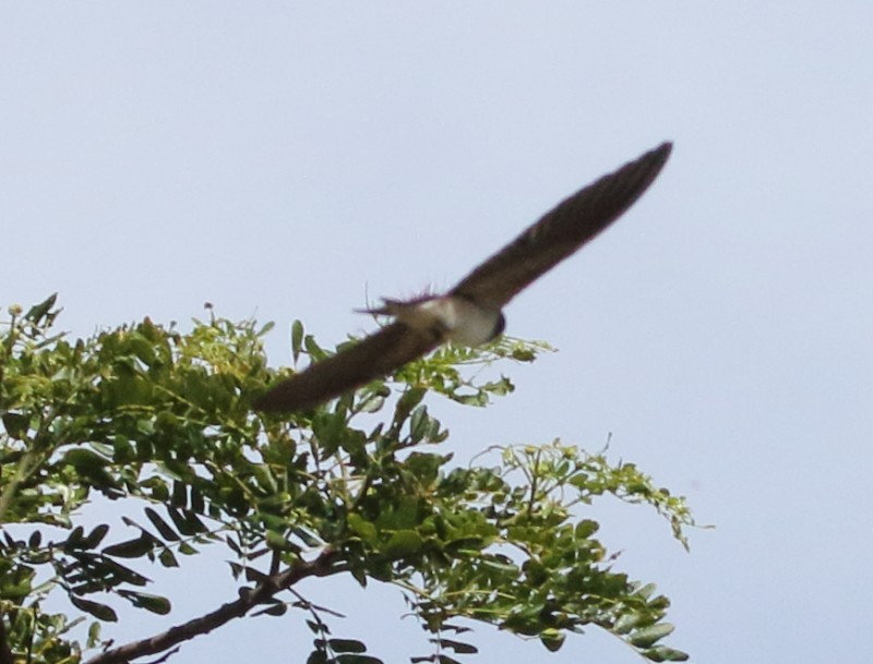 Barn Swallow - ML32171151