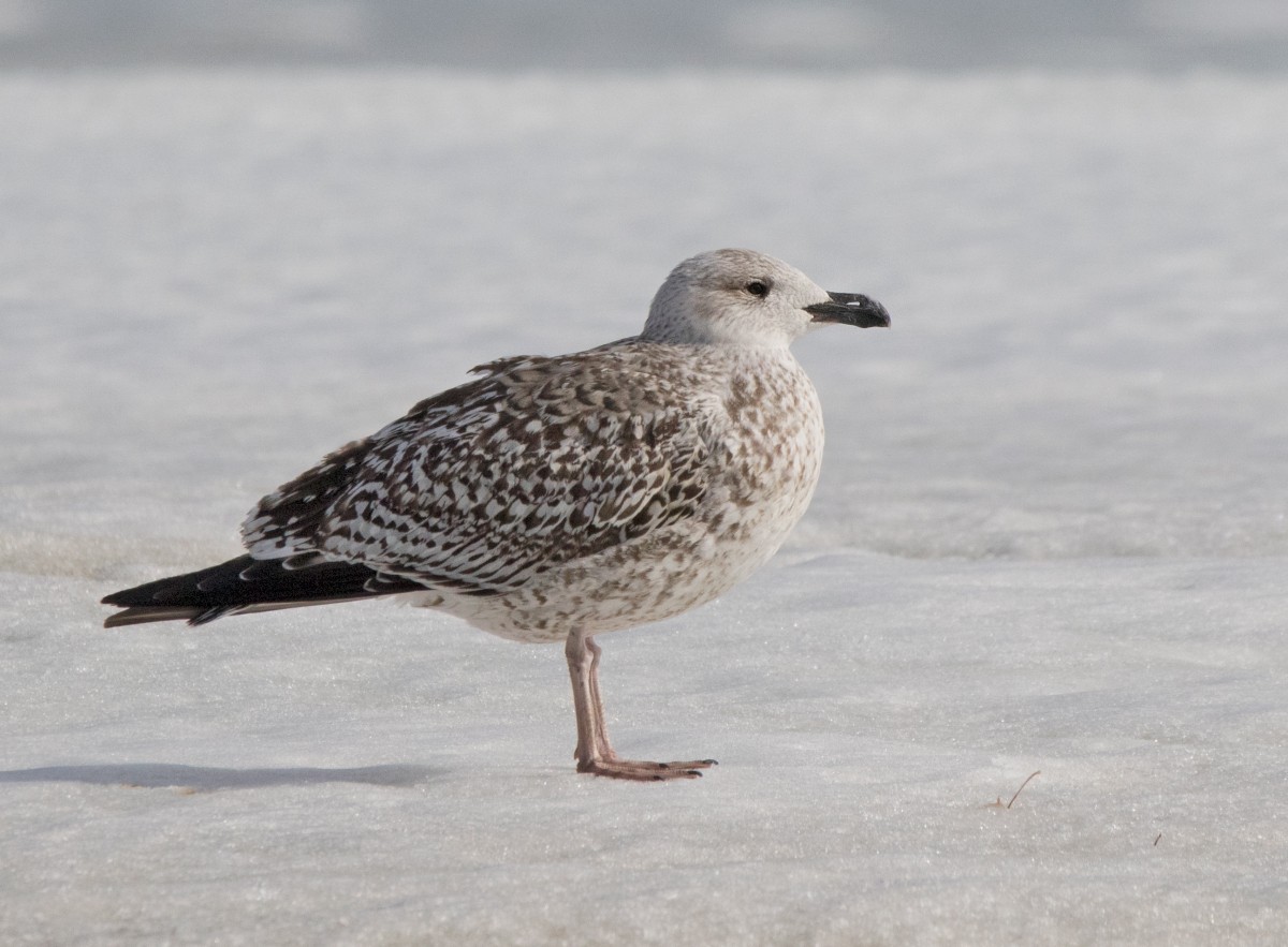 Great Black-backed Gull - ML321712221