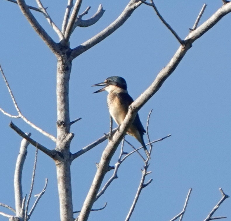 Melanesian Kingfisher (Bougainville-Guadalcanal) - Sue Hacking