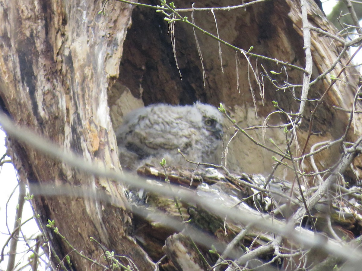 Great Horned Owl - ML321713941