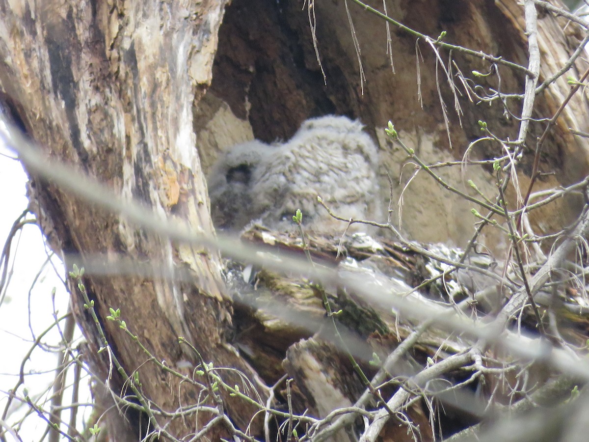 Great Horned Owl - ML321714001