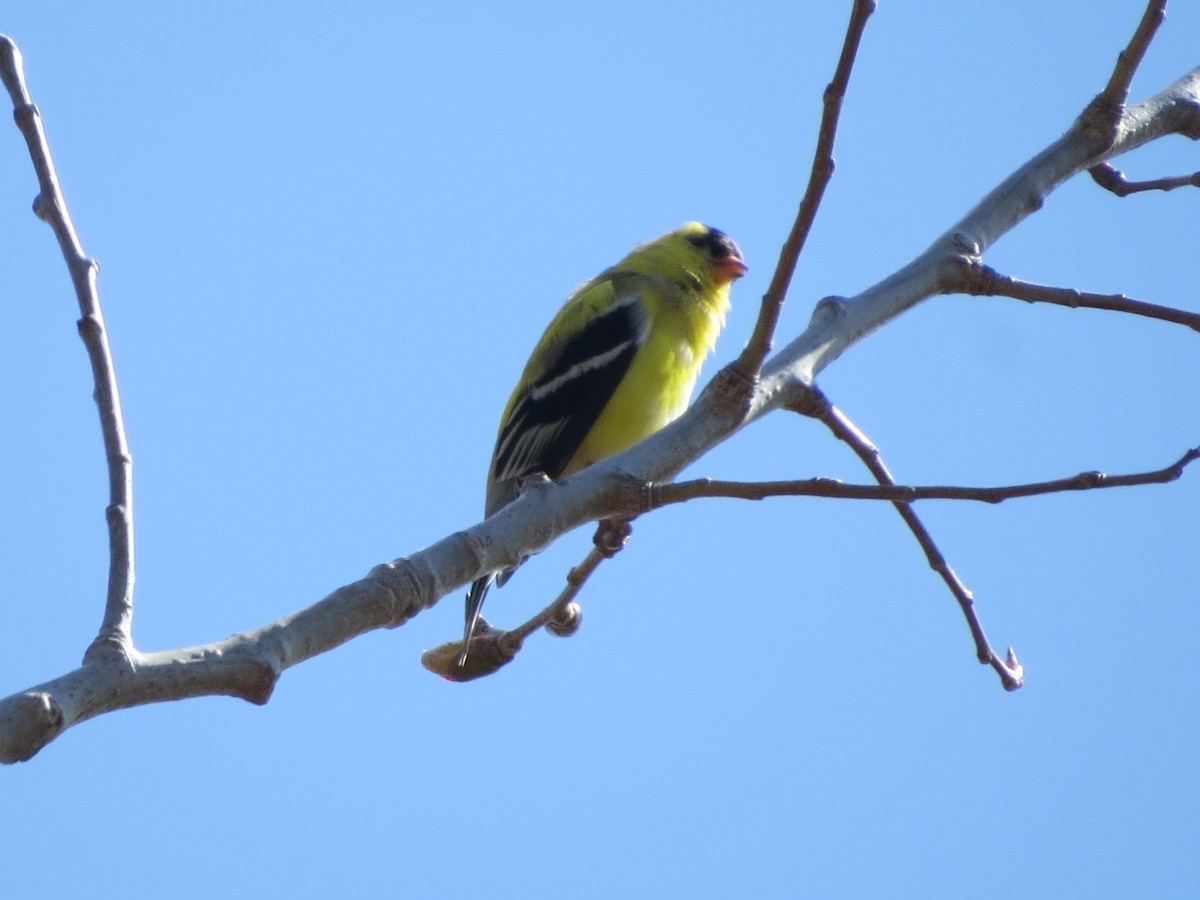 American Goldfinch - ML321714071