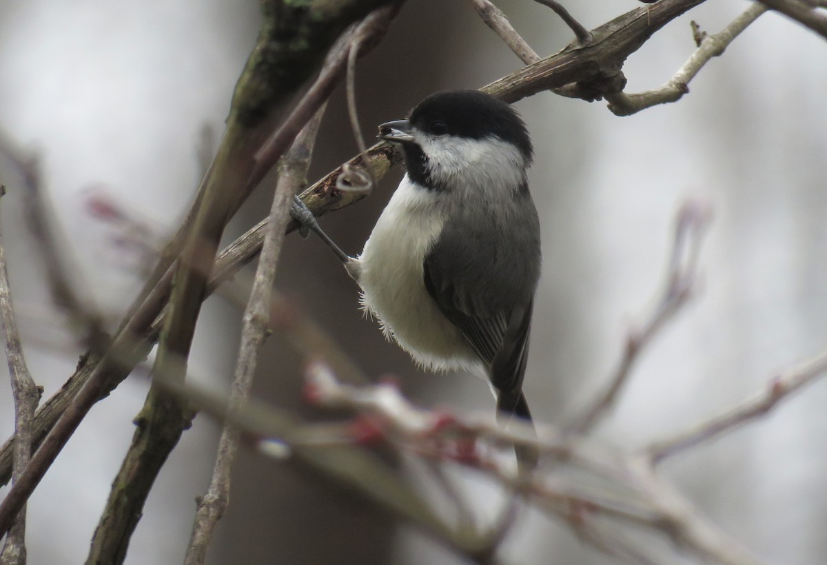 Carolina Chickadee - ML321714401