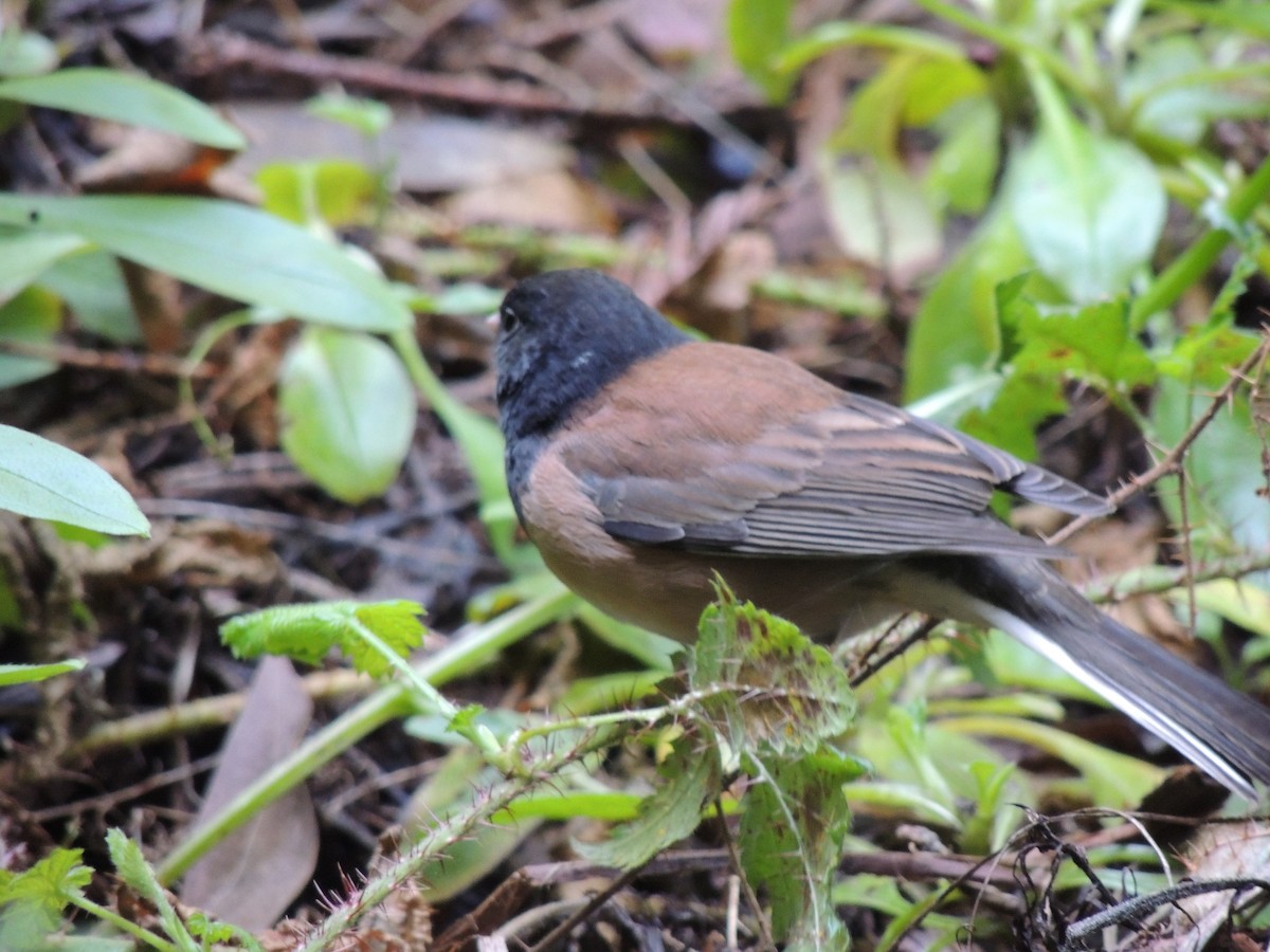 Dark-eyed Junco (Oregon) - ML321718681