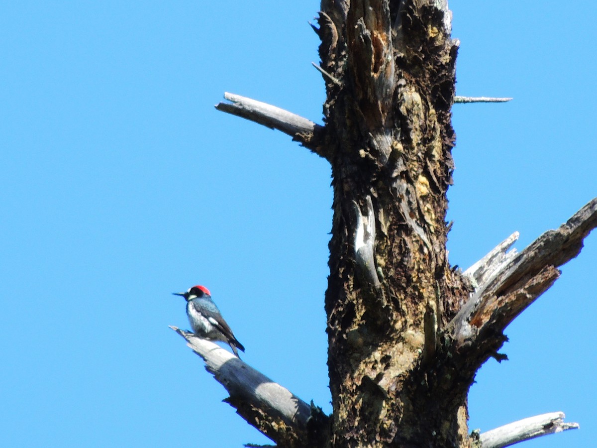 Acorn Woodpecker - ML321718741