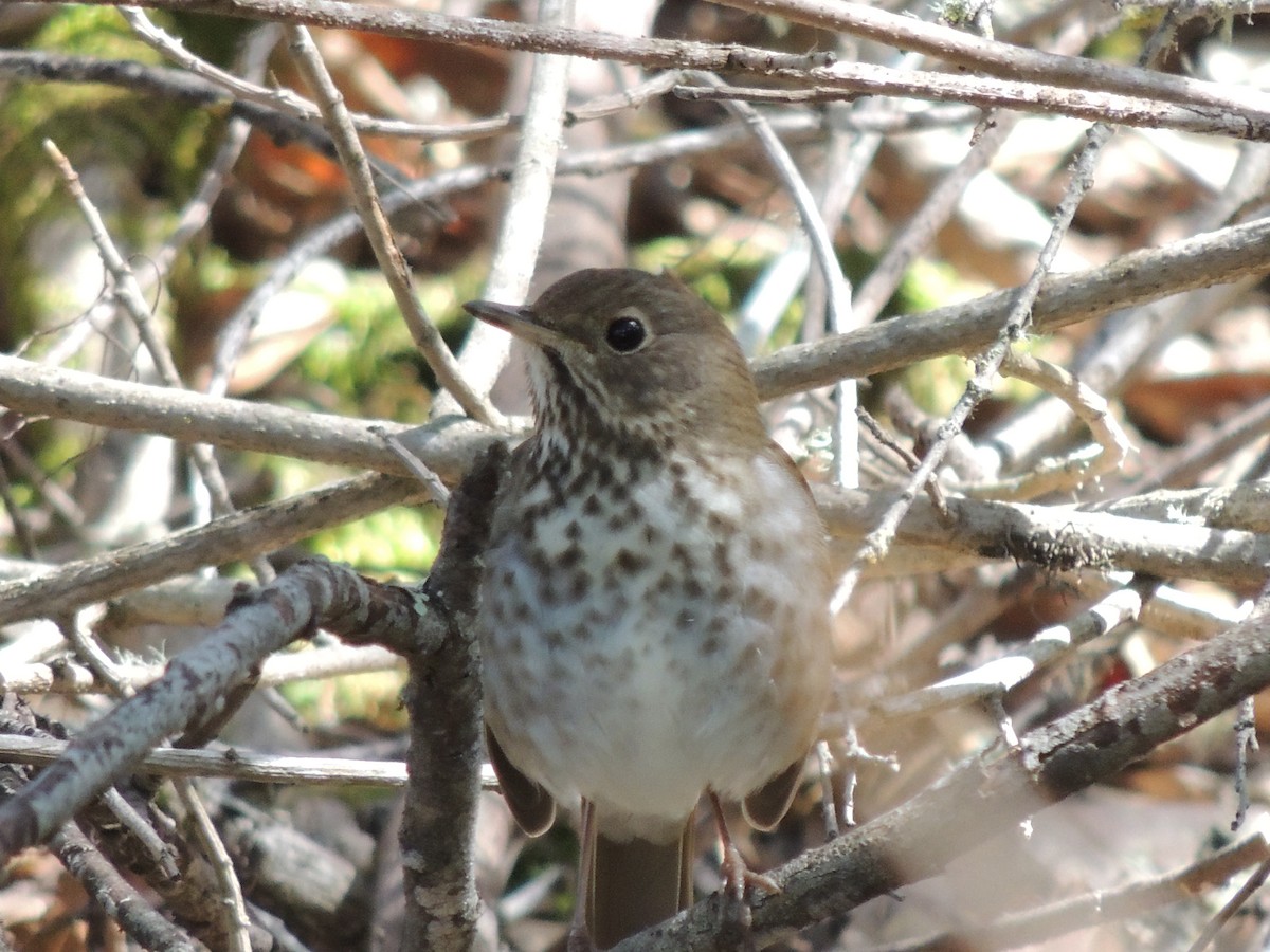Hermit Thrush - ML321718791