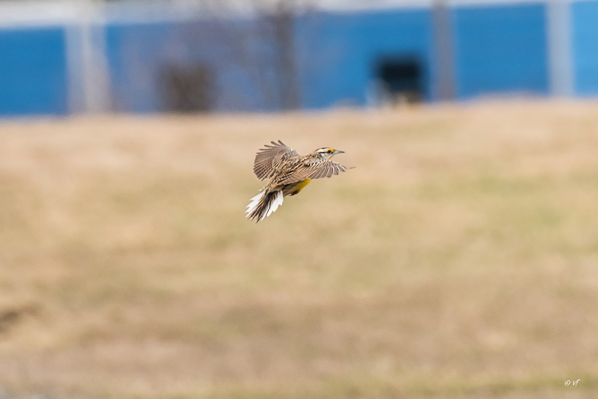 Eastern Meadowlark - V Fournier