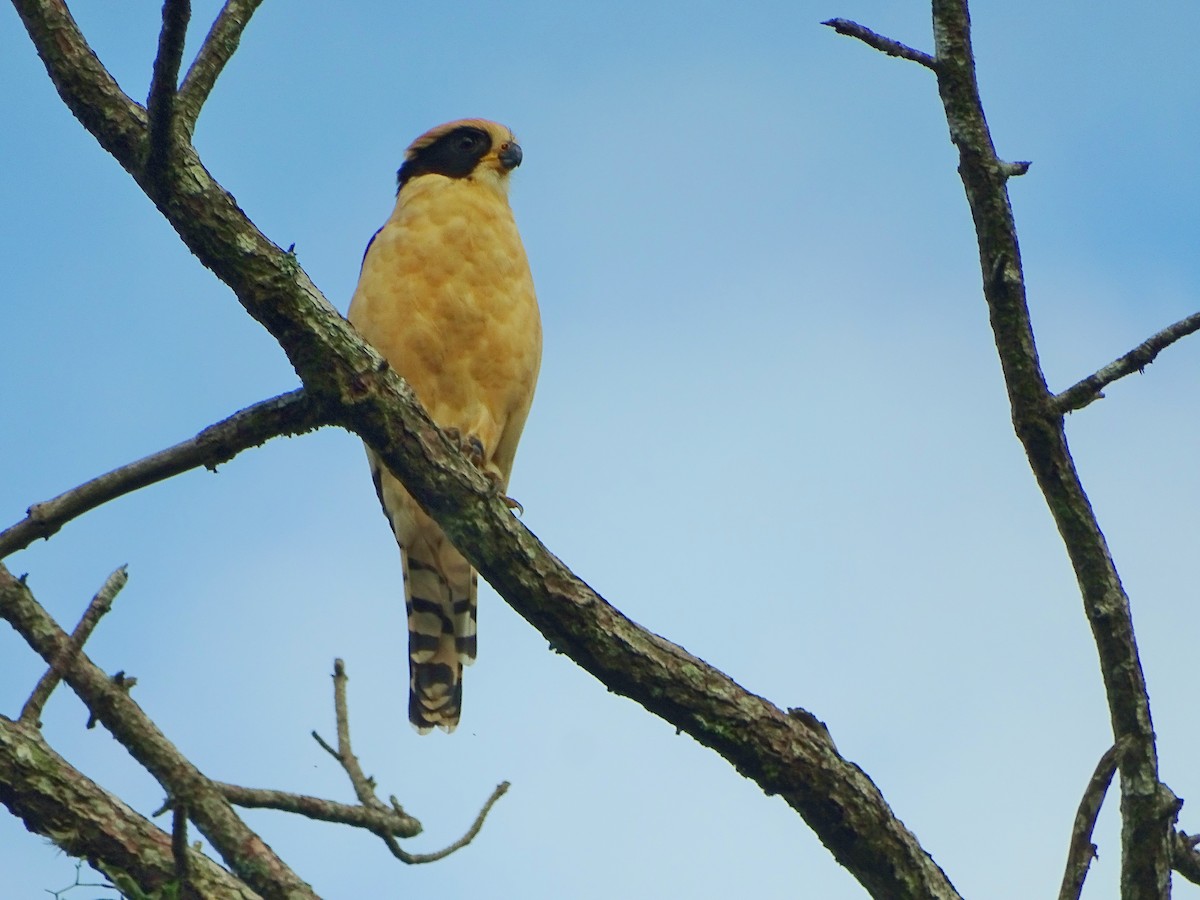 Laughing Falcon - ML32172051