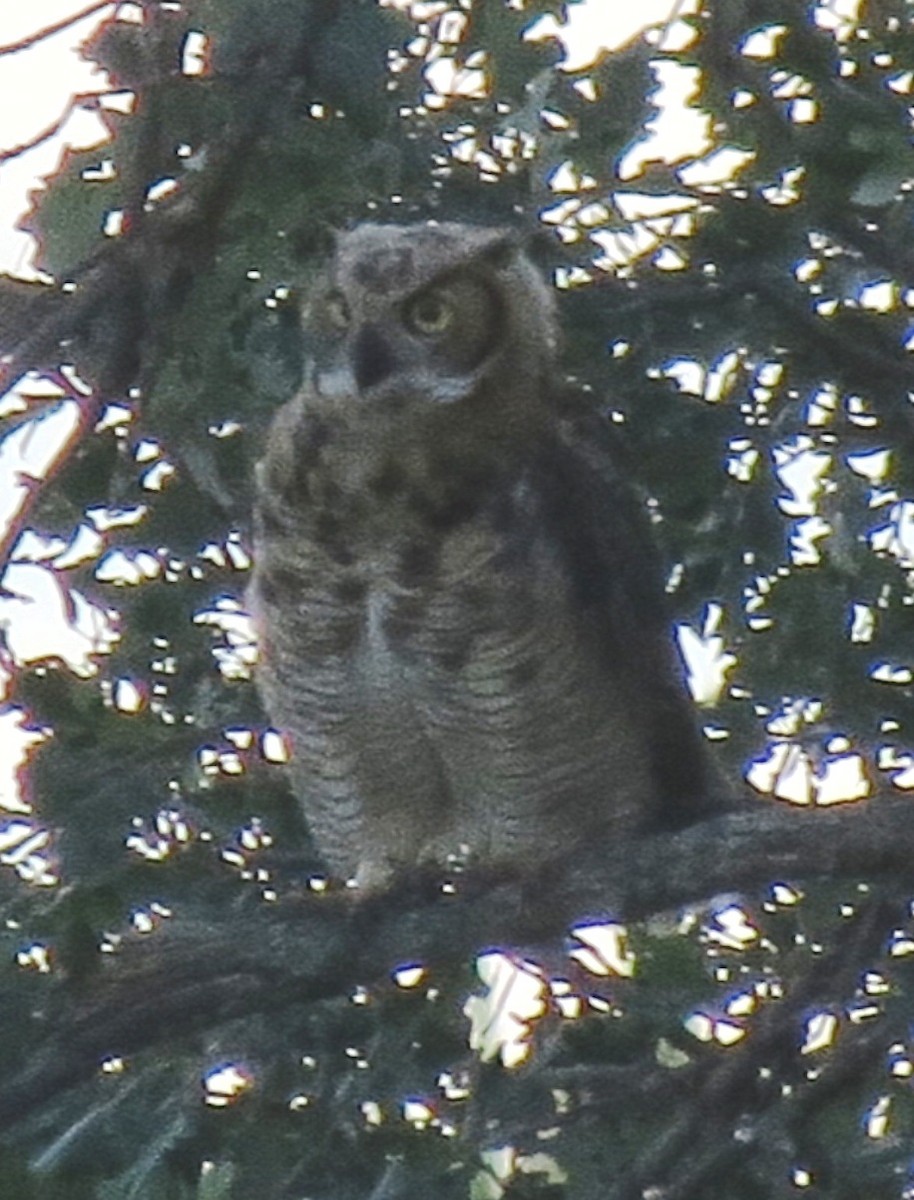 Great Horned Owl - ML32172101