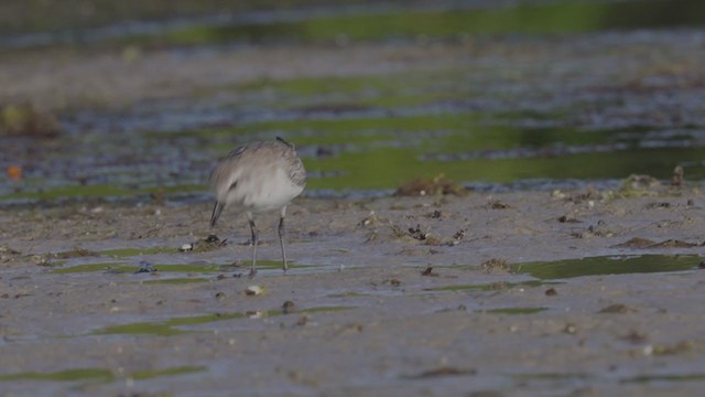 Black-bellied Plover - ML321721351