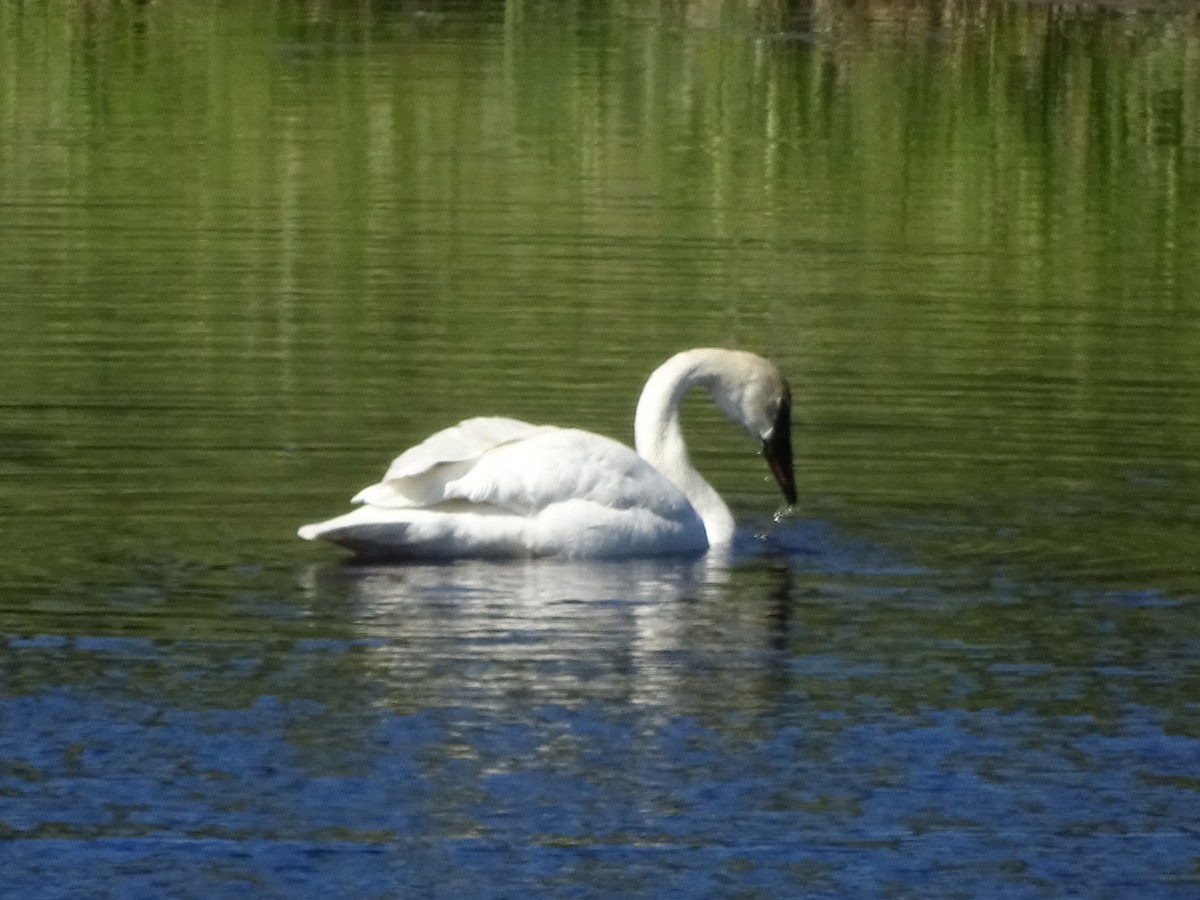 ナキハクチョウ - ML32172151