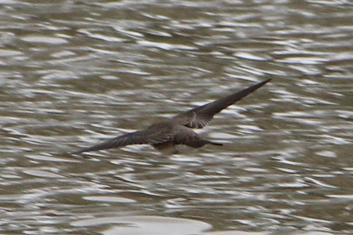 Northern Rough-winged Swallow - Susan Wood