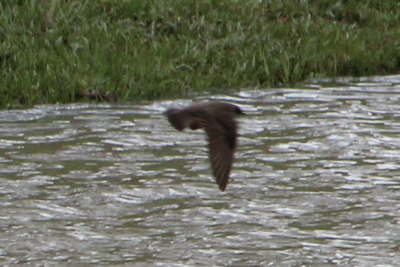 Northern Rough-winged Swallow - Susan Wood