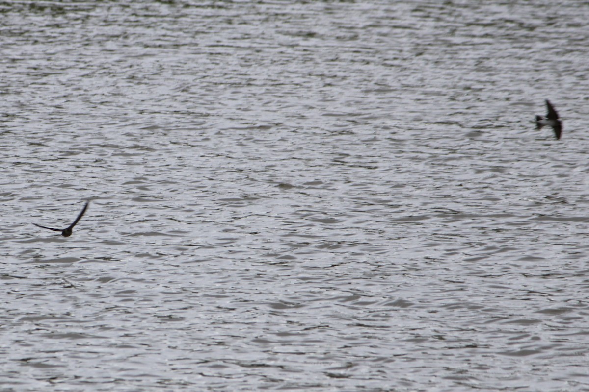 Northern Rough-winged Swallow - ML321723041