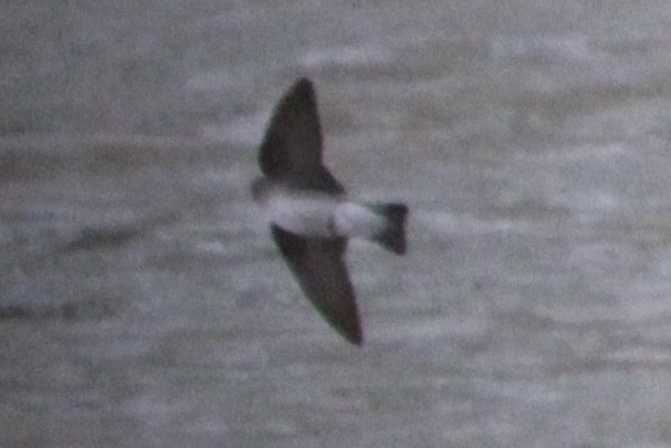 Northern Rough-winged Swallow - Susan Wood