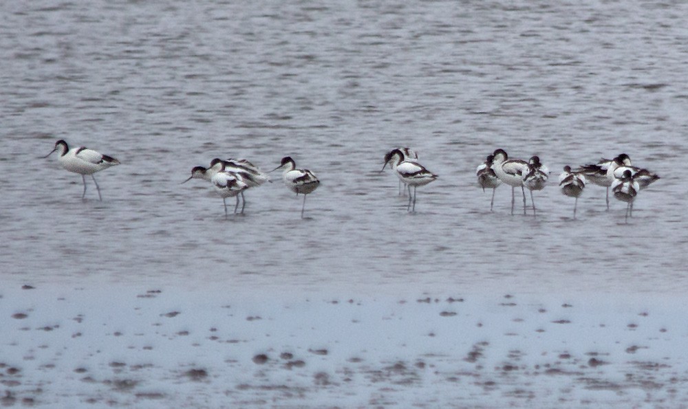 Pied Avocet - ML321725081