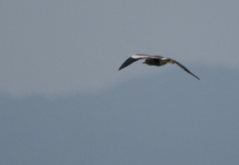 Wattled Lapwing - ML321725141