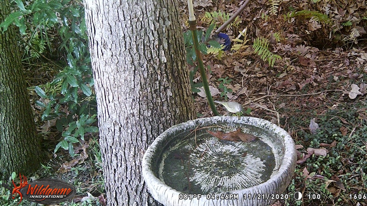 Tennessee Warbler - ML321726081