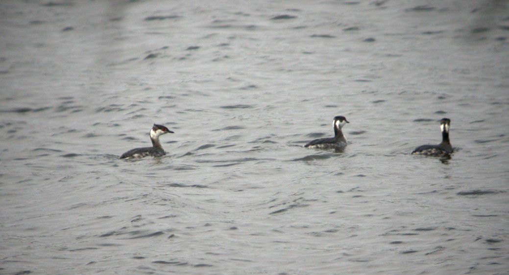 Horned Grebe - ML32172851