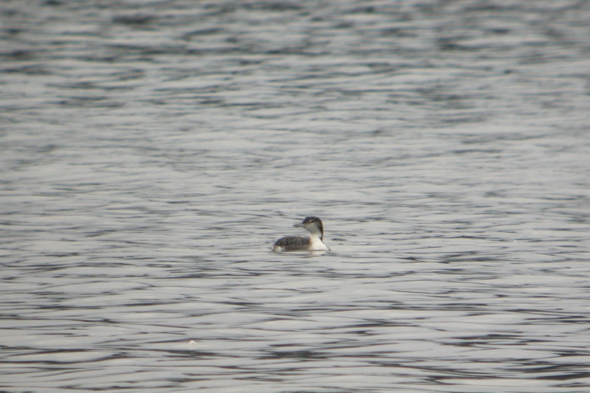 Common Loon - ML32172901