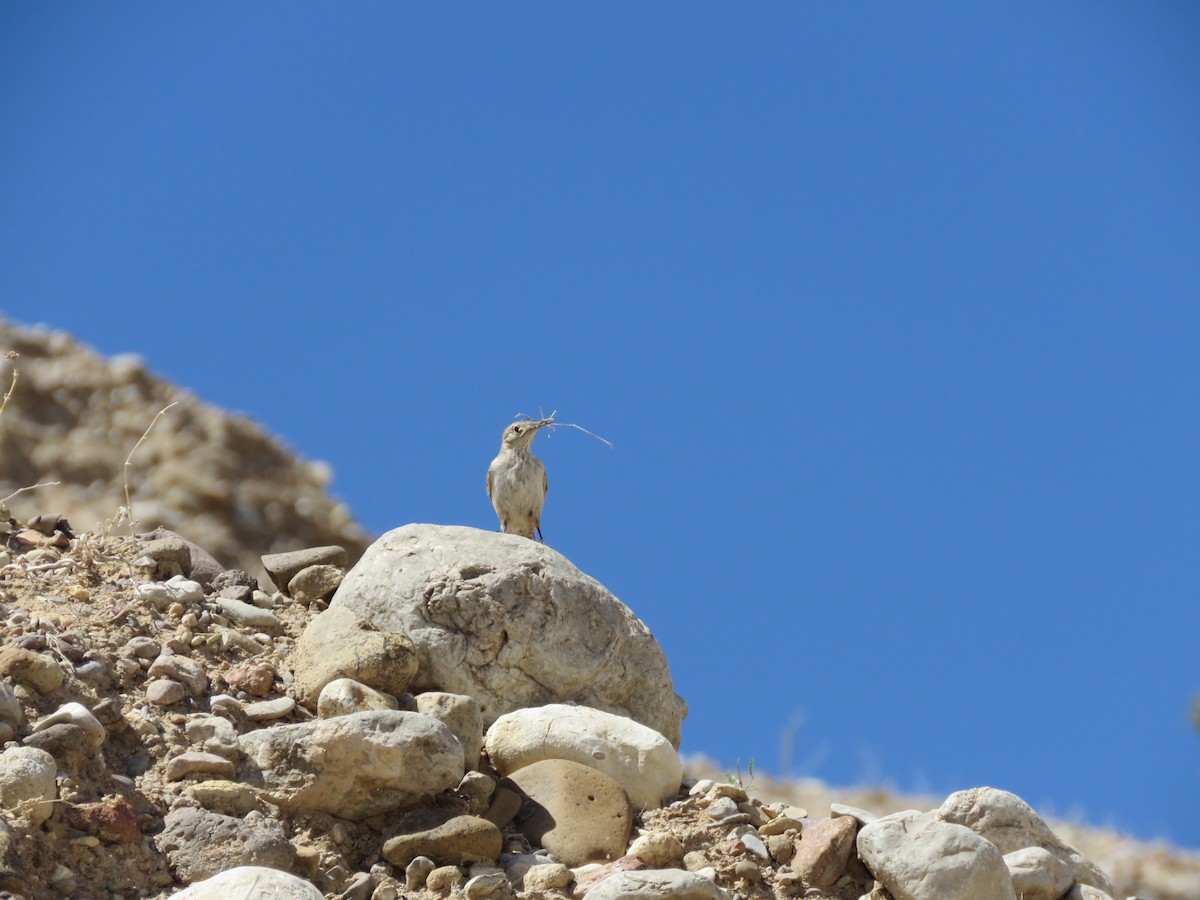 Rock Wren - ML321731781
