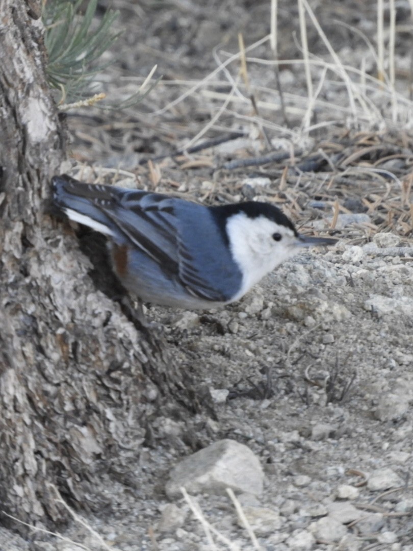 White-breasted Nuthatch - ML321732761