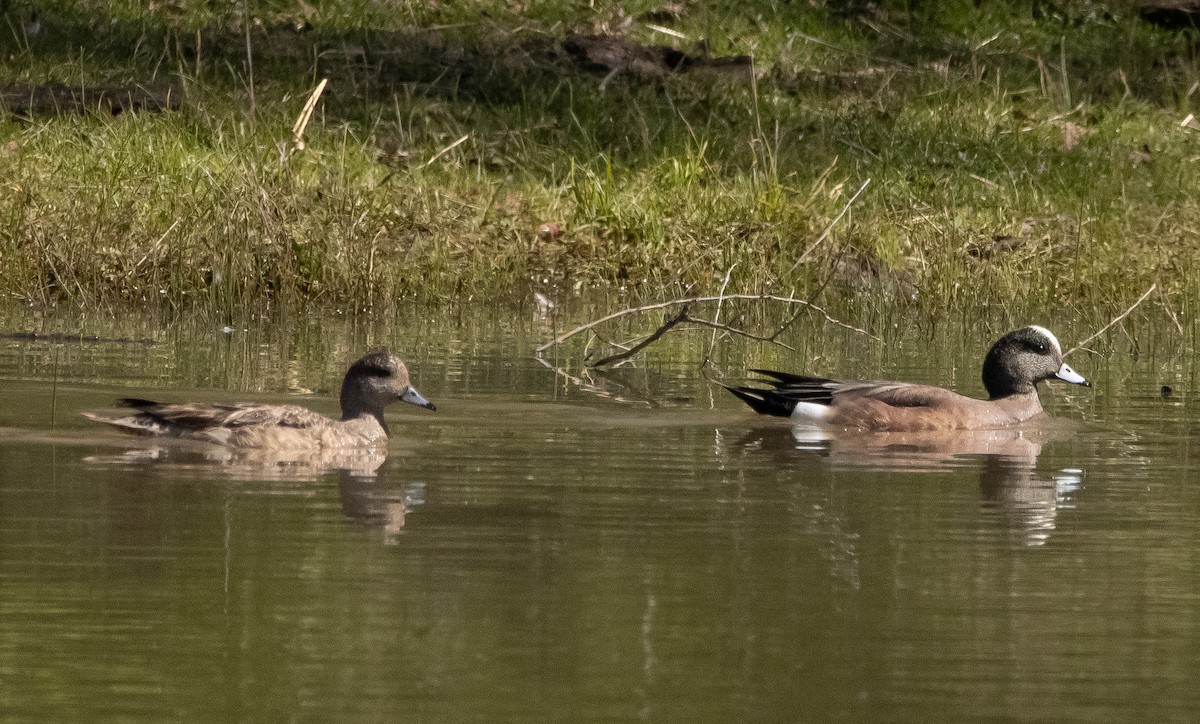 American Wigeon - ML321733401