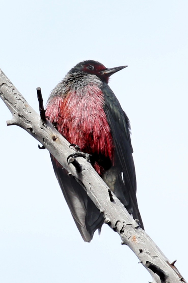 Lewis's Woodpecker - ML321733431