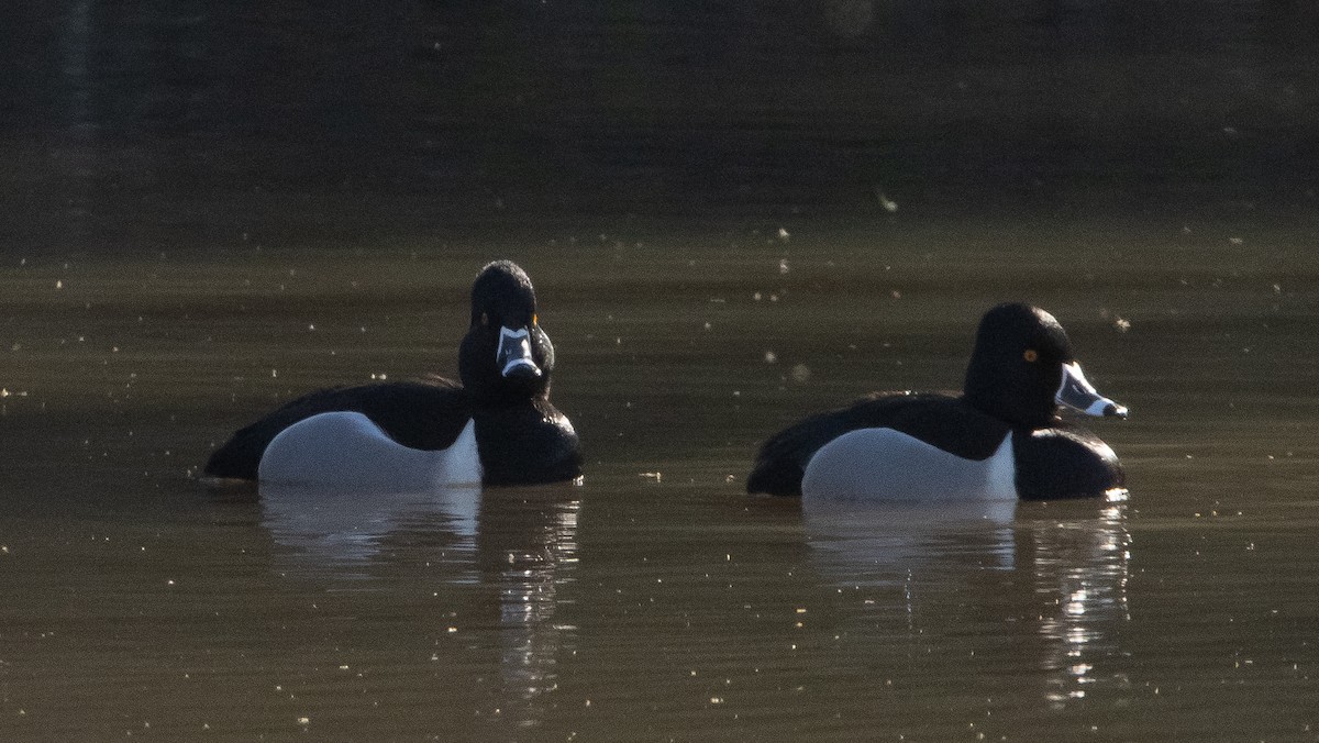 Ring-necked Duck - ML321733681