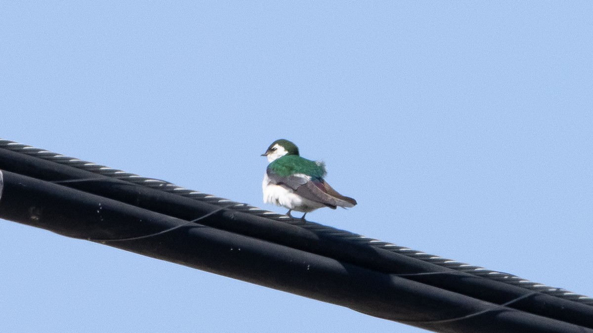 Violet-green Swallow - ML321733851