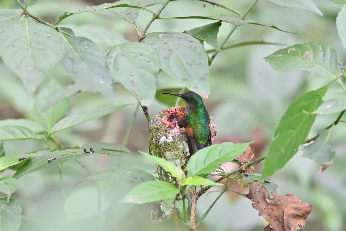 Stripe-tailed Hummingbird - ML321735841