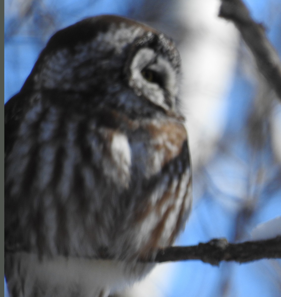 Boreal Owl - ML321737411