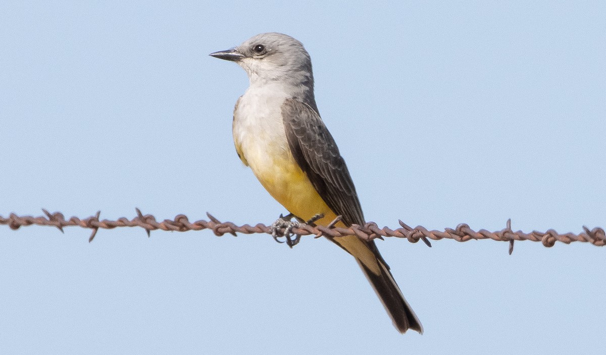 Western Kingbird - ML321737441