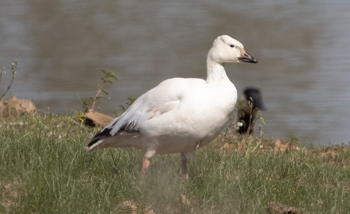 Snow Goose - ML321737541