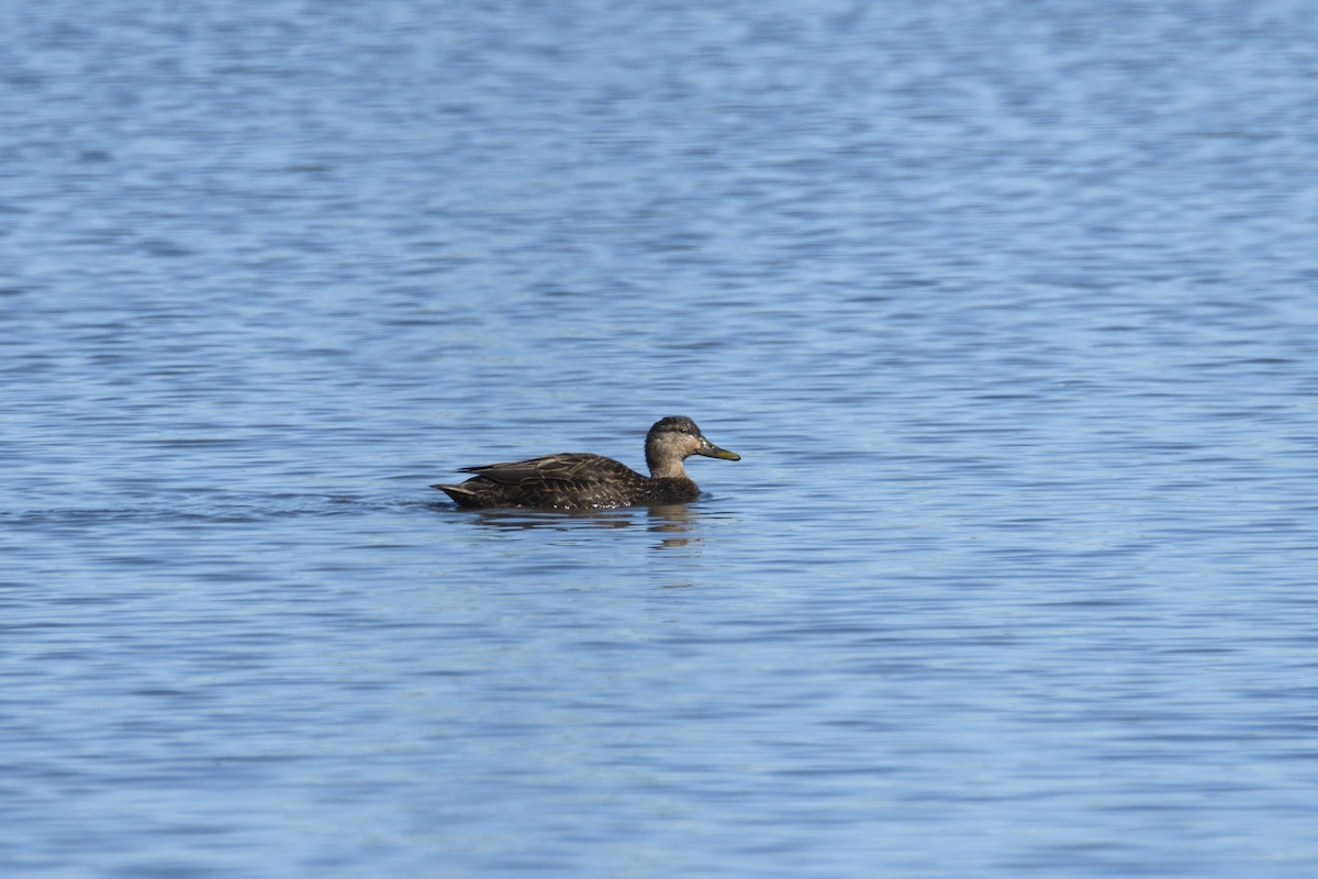 American Black Duck - terence zahner