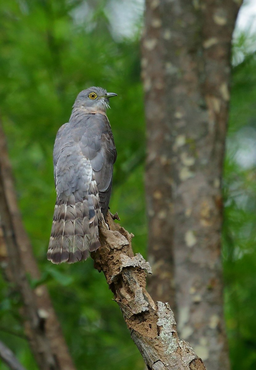 Common Hawk-Cuckoo - ML32173861