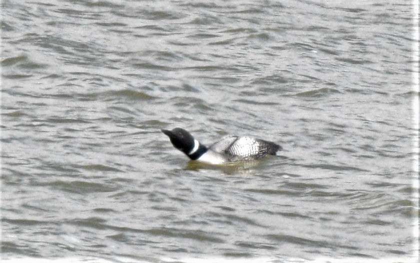 Common Loon - ML321738651