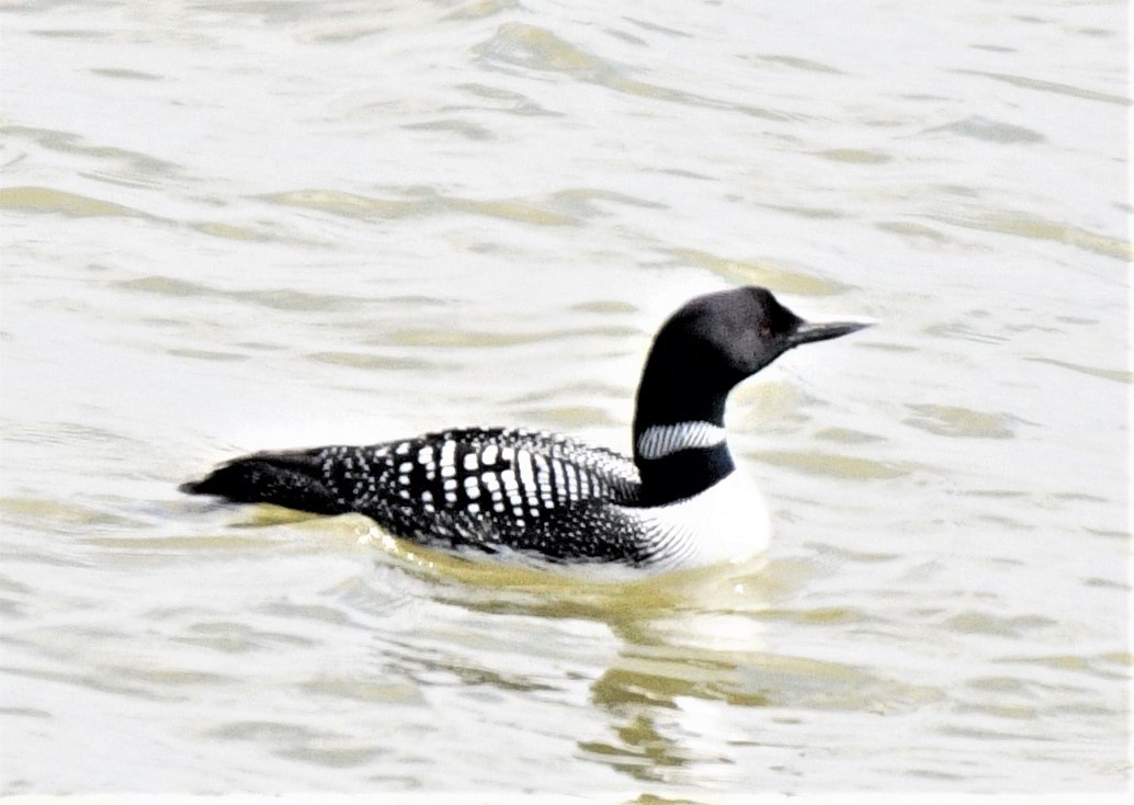 Common Loon - ML321739431