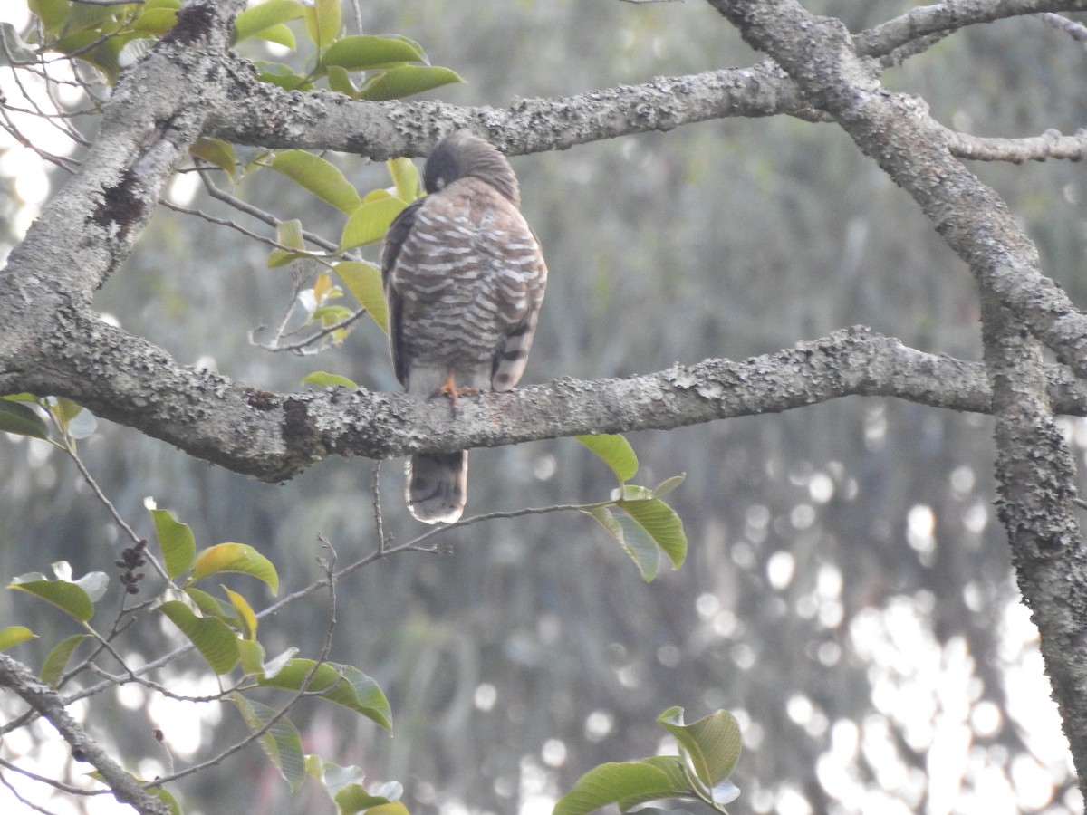 Crested Goshawk - ML321739931