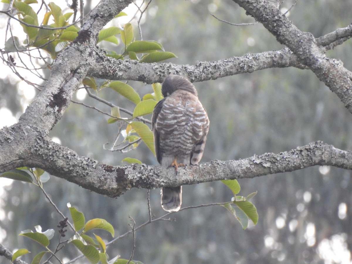 Crested Goshawk - ML321739951