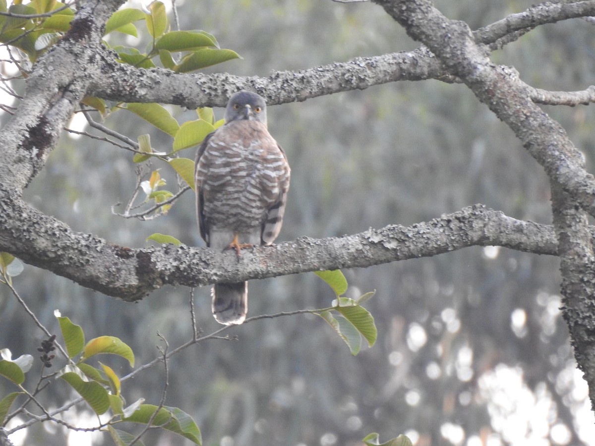 Crested Goshawk - ML321739961