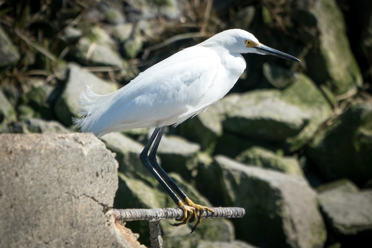 Snowy Egret - Ed McGee