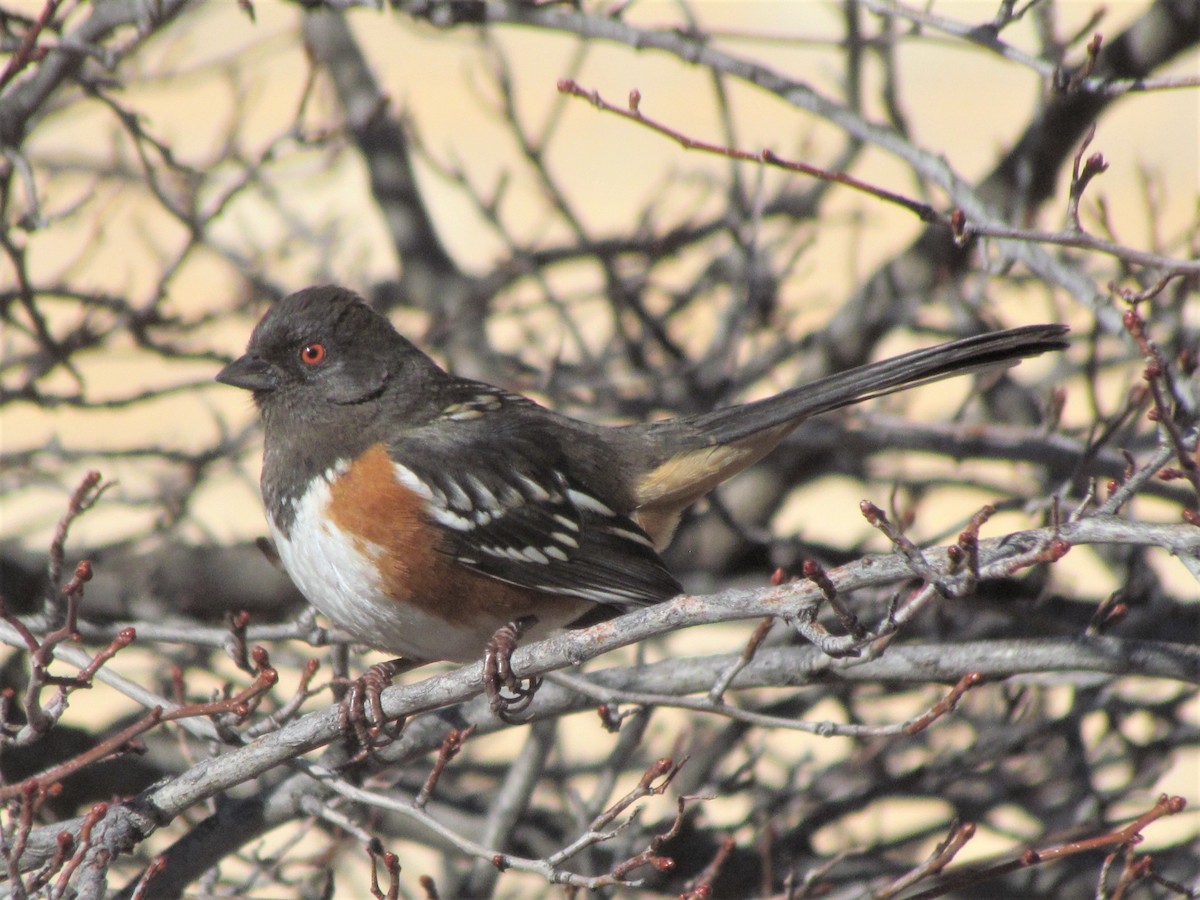 Spotted Towhee - ML321742161