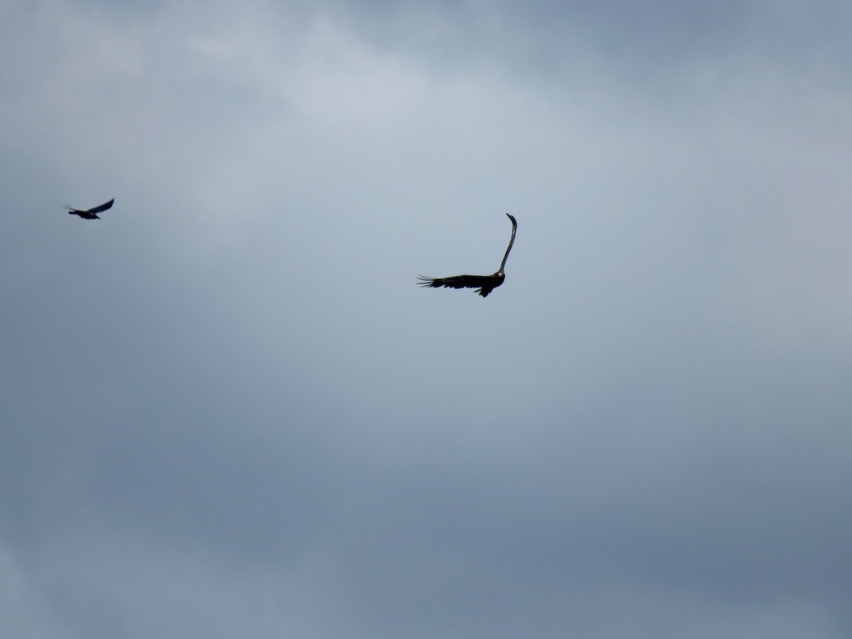 Wedge-tailed Eagle - ML321743121