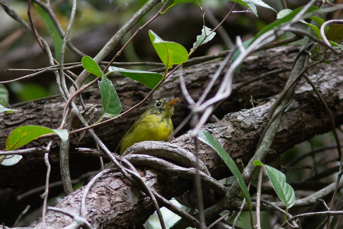 Martens's Warbler - ML321744381