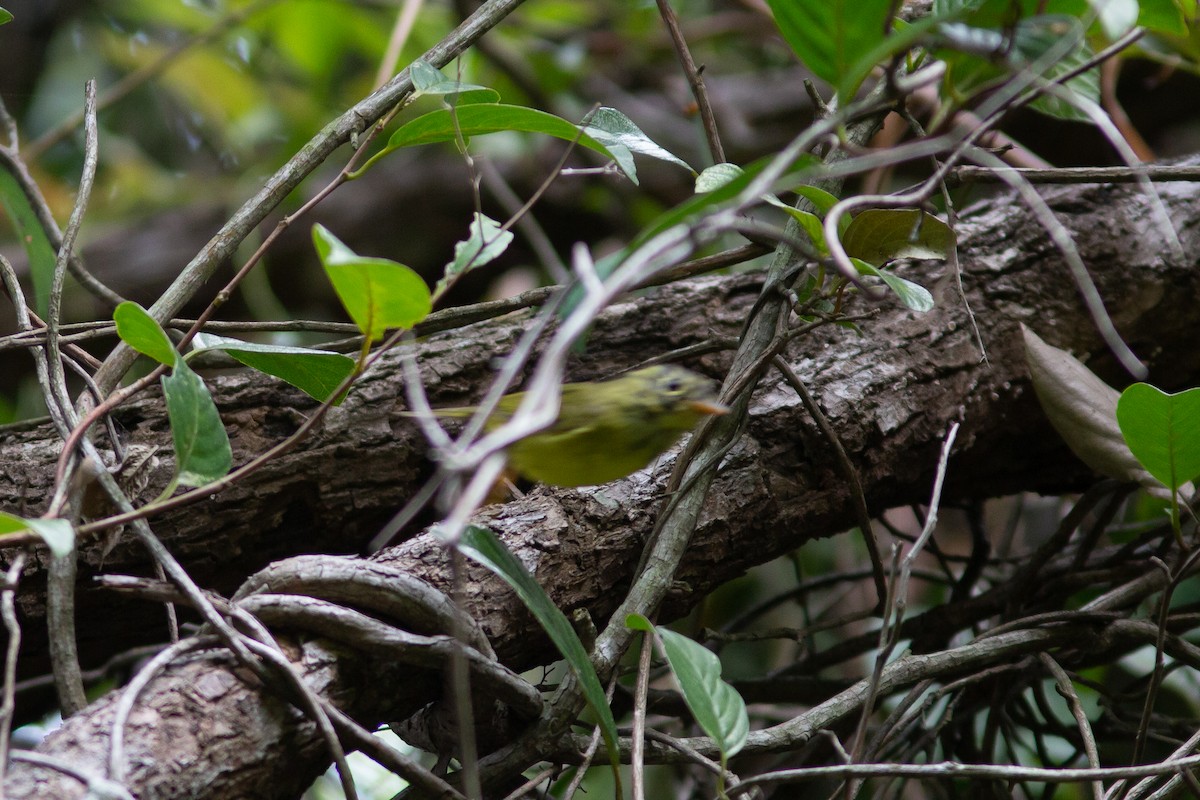 Martens's Warbler - ML321744391